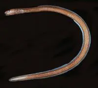Fryer's false moray (Xenoconger fryeri)
