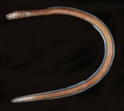 Fryer's false moray (Xenoconger fryeri)