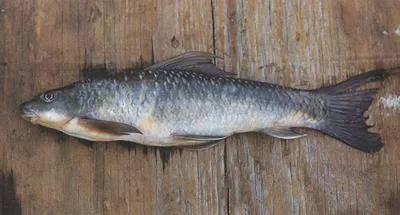 Fuelleborn's labeo (Labeo fuelleborni)