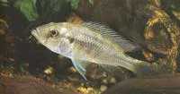 Fuelleborn's mouthbrooder (Haplochromis fuelleborni)