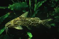 Fuelleborn's squeaker (Synodontis fuelleborni)