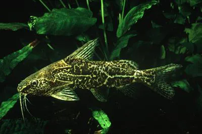 Fuelleborn's squeaker (Synodontis fuelleborni)