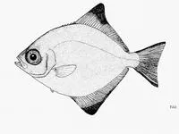 Full moony (Monodactylus falciformis)
