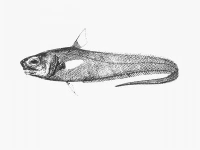 Furry whiptail (Trachonurus villosus)