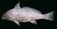 Fusca drum (Umbrina ronchus)