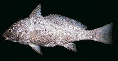 Fusca drum (Umbrina ronchus)