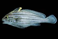 Fusco drum (Pareques fuscovittatus)
