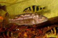 Fuscotaeniatus (Nimbochromis fuscotaeniatus)