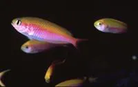 Fusilier damselfish (Lepidozygus tapeinosoma)