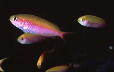 Fusilier damselfish (Lepidozygus tapeinosoma)