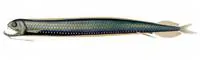 G?nther's boafish (Stomias affinis)