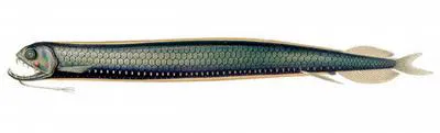 G?nther's boafish (Stomias affinis)