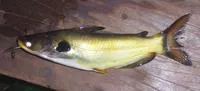 G?nther's catfish (Horabagrus brachysoma)