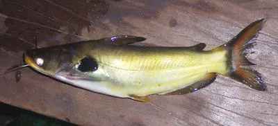 G?nther's catfish (Horabagrus brachysoma)