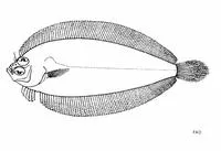 G?nther's flounder (Laeops guentheri)