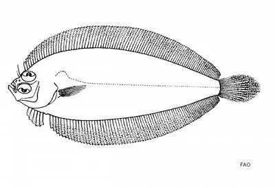 G?nther's flounder (Laeops guentheri)