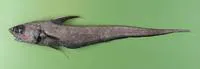 G?nther's grenadier (Coryphaenoides guentheri)