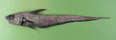 G?nther's grenadier (Coryphaenoides guentheri)
