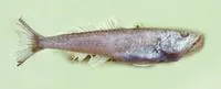 G?nther's sabre-gills (Champsodon guentheri)