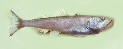 G?nther's sabre-gills (Champsodon guentheri)
