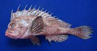 G?nther's waspfish (Snyderina guentheri)