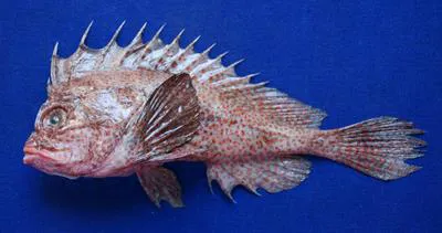 G?nther's waspfish (Snyderina guentheri)