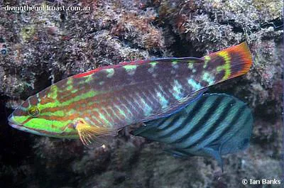 G?nther's wrasse (Pseudolabrus guentheri)