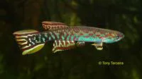 G?rys killi (Scriptaphyosemion geryi)