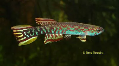 G?rys killi (Scriptaphyosemion geryi)