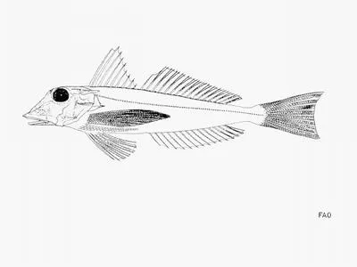 Gabon gurnard (Chelidonichthys gabonensis)