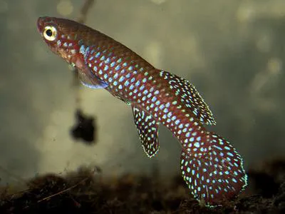 Gabon jewelfish (Aphyosemion cyanostictum)