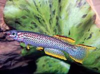 Gabon killi (Aphyosemion gabunense gabunense)
