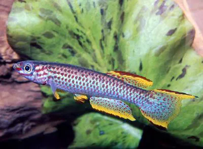Gabon killi (Aphyosemion gabunense gabunense)