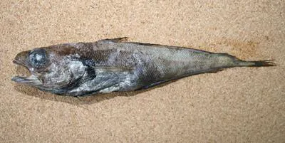 Gadella (Gadella maraldi)