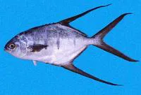 Gafftopsail pompano (Trachinotus rhodopus)