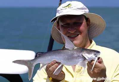 Gafftopsail sea catfish (Bagre marinus)