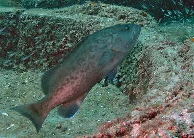 Gag (Mycteroperca microlepis)