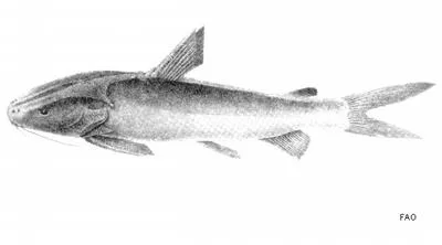 Gagora catfish (Arius gagora)