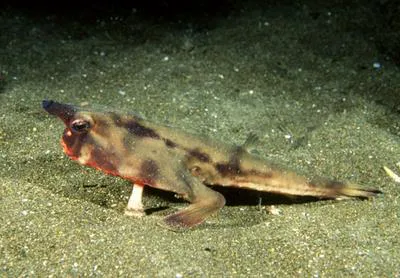 Gal?pagos batfish (Ogcocephalus darwini)
