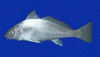 Gal?pagos drum (Umbrina galapagorum)