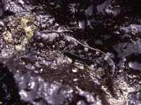 Gal?pagos four-eyed blenny (Dialommus fuscus)
