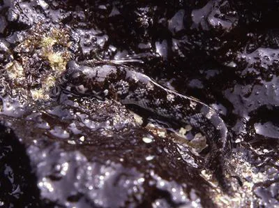 Gal?pagos four-eyed blenny (Dialommus fuscus)