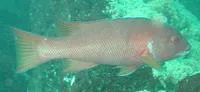Gal?pagos sheephead wrasse (Semicossyphus darwini)