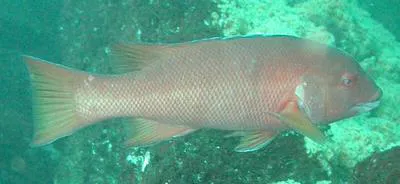 Gal?pagos sheephead wrasse (Semicossyphus darwini)