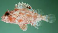 Galactacma scorpionfish (Sebastapistes galactacma)