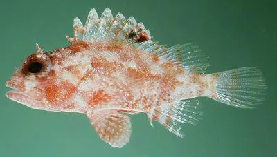 Galactacma scorpionfish (Sebastapistes galactacma)