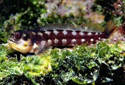 Galapagos barnacle blenny (Acanthemblemaria castroi)