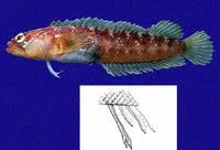 Galapagos blenny (Starksia galapagensis)