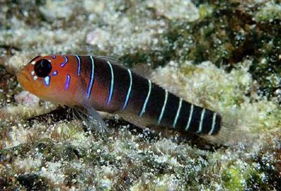 Galapagos blue-banded goby (Lythrypnus gilberti)