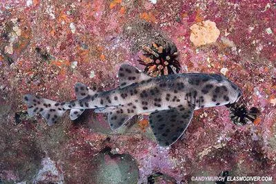 Galapagos bullhead shark (Heterodontus quoyi)